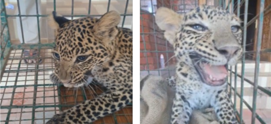 Leopard image from the paper