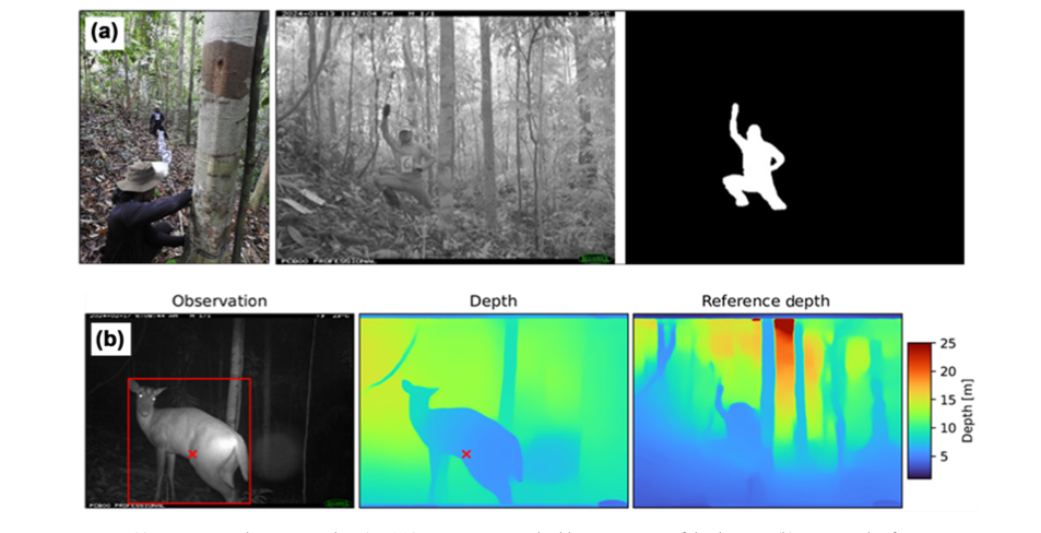 Camera trap distance sampling (CDTS) measurement and calibration process of the distance. (b) An example of a camera trap image of southern red muntjac Muntiacus muntjak, with depth and reference depth for measuring the distance of the observed species in front of the installed camera.