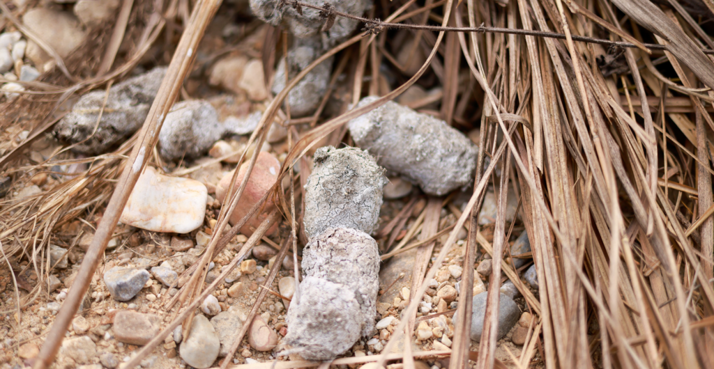 Tiger scat