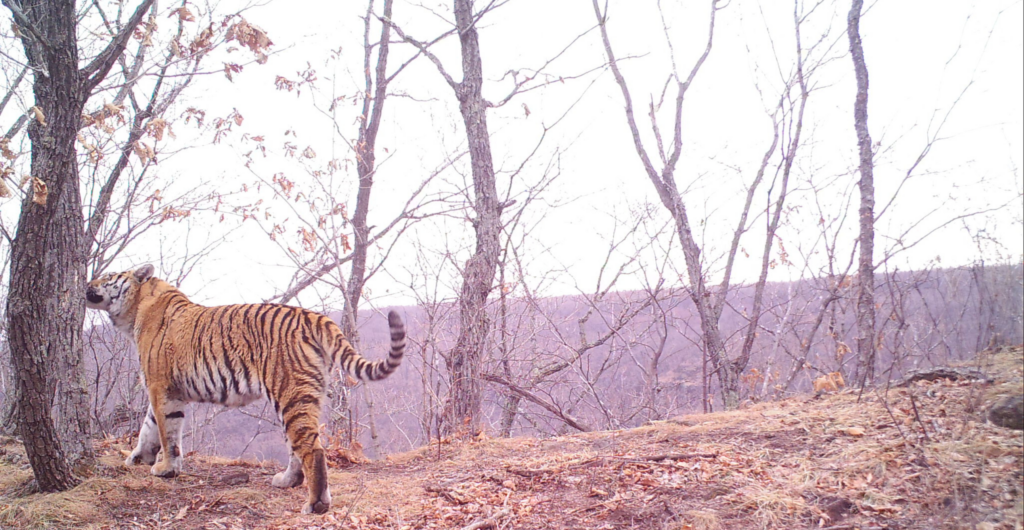 Amur tiger smelling a tree