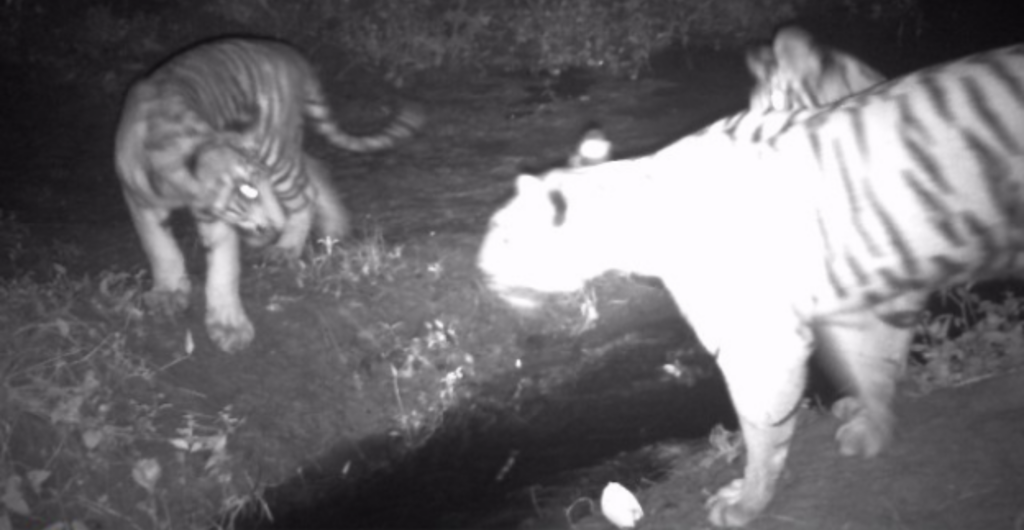Image of the tigress with her cubs from the early warning camera - Photo from ZSL Nepal