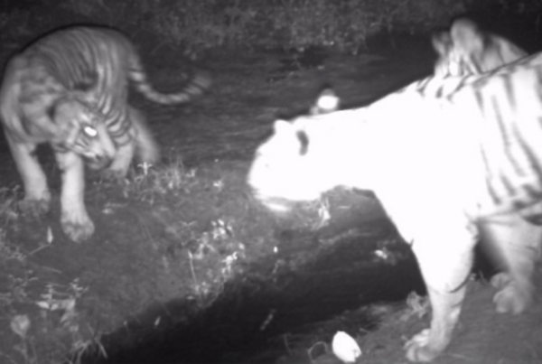 Image of the tigress with her cubs from the early warning camera - Photo from ZSL Nepal