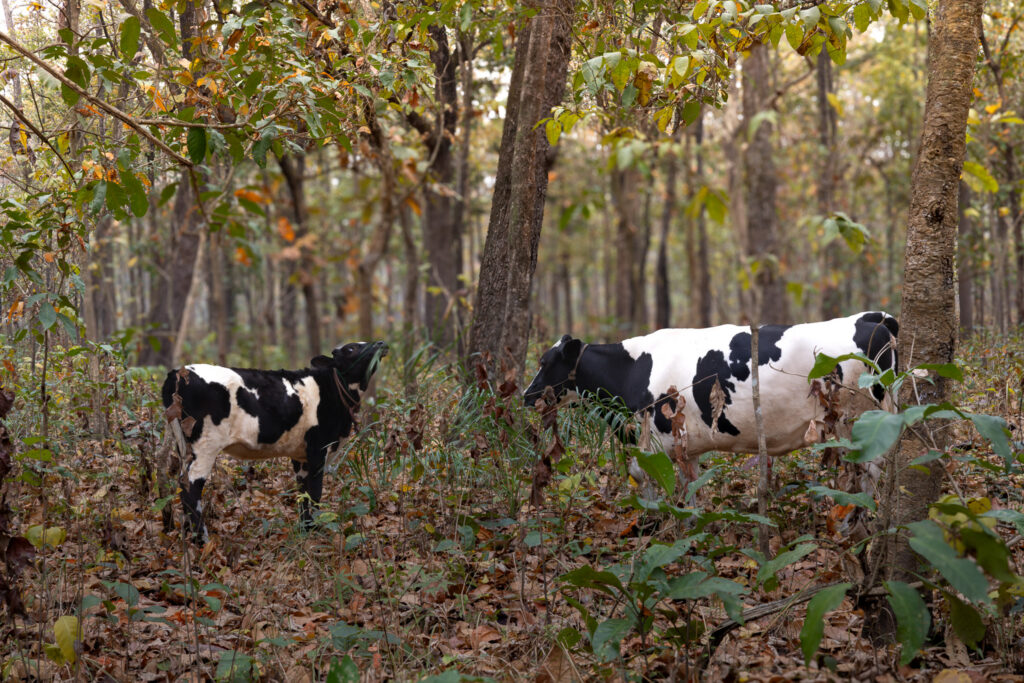 Cattle grazing in Nepalise forest