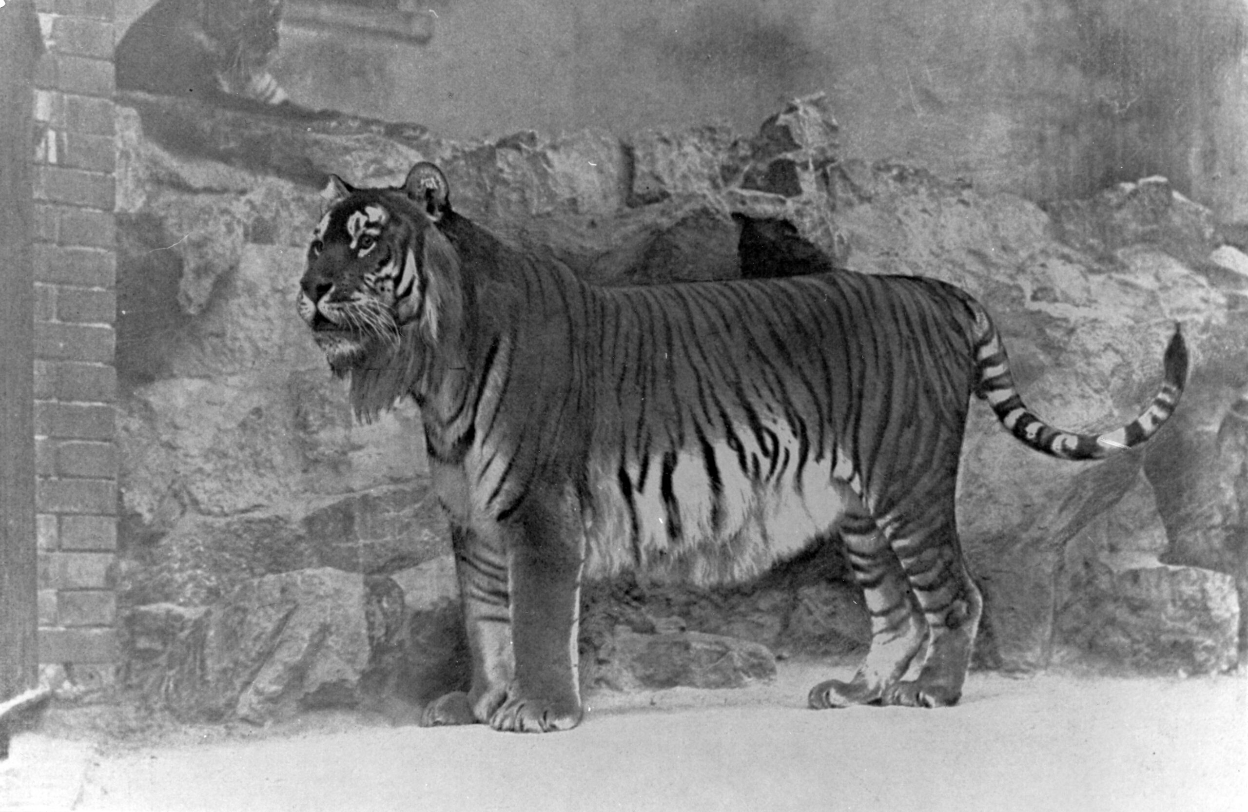 Caspian tiger_Berlin Zoo 1899
