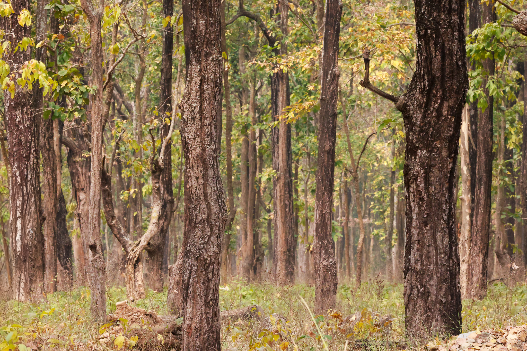 PNP Forest