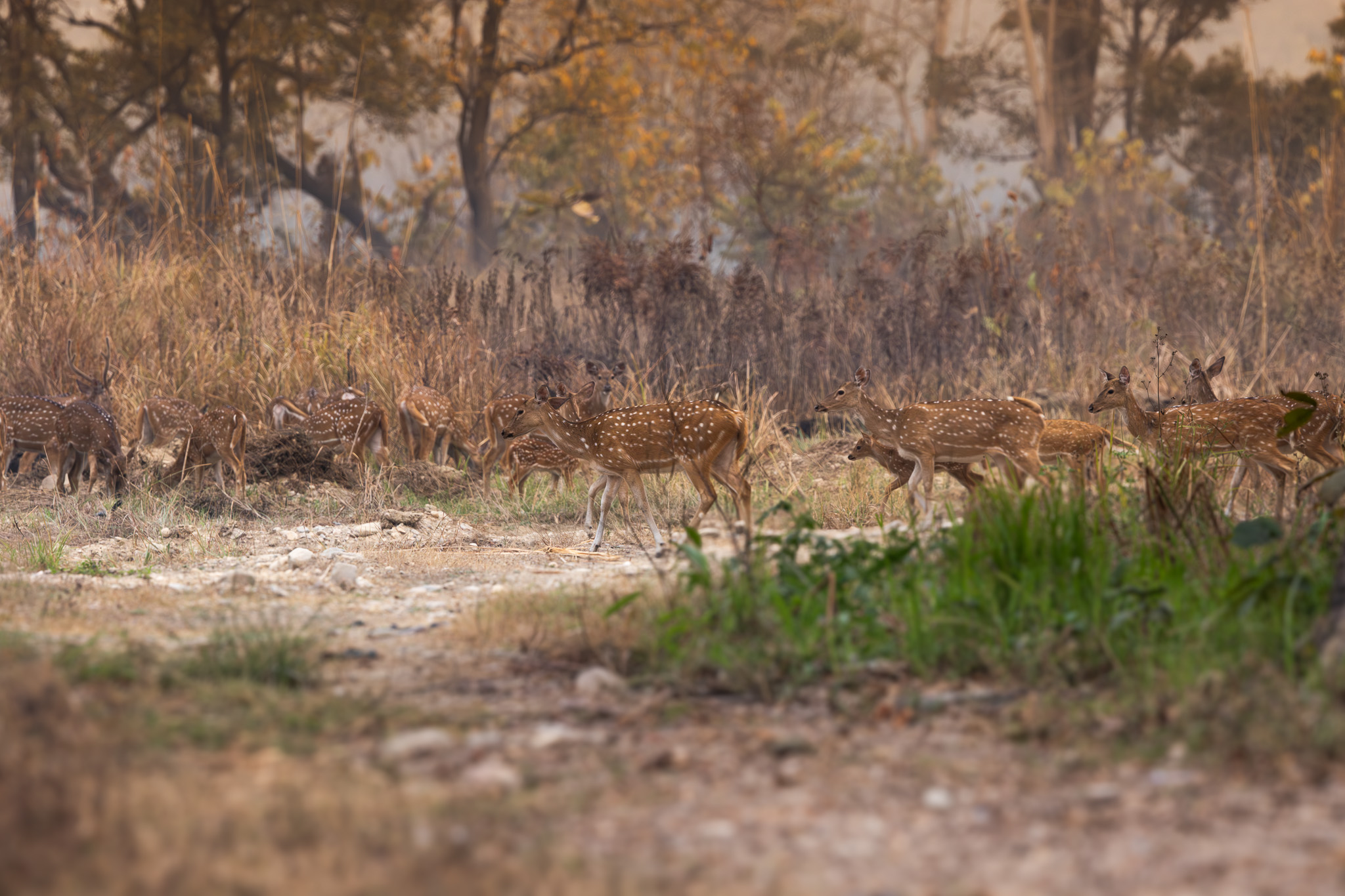 Deer moving between grasslands