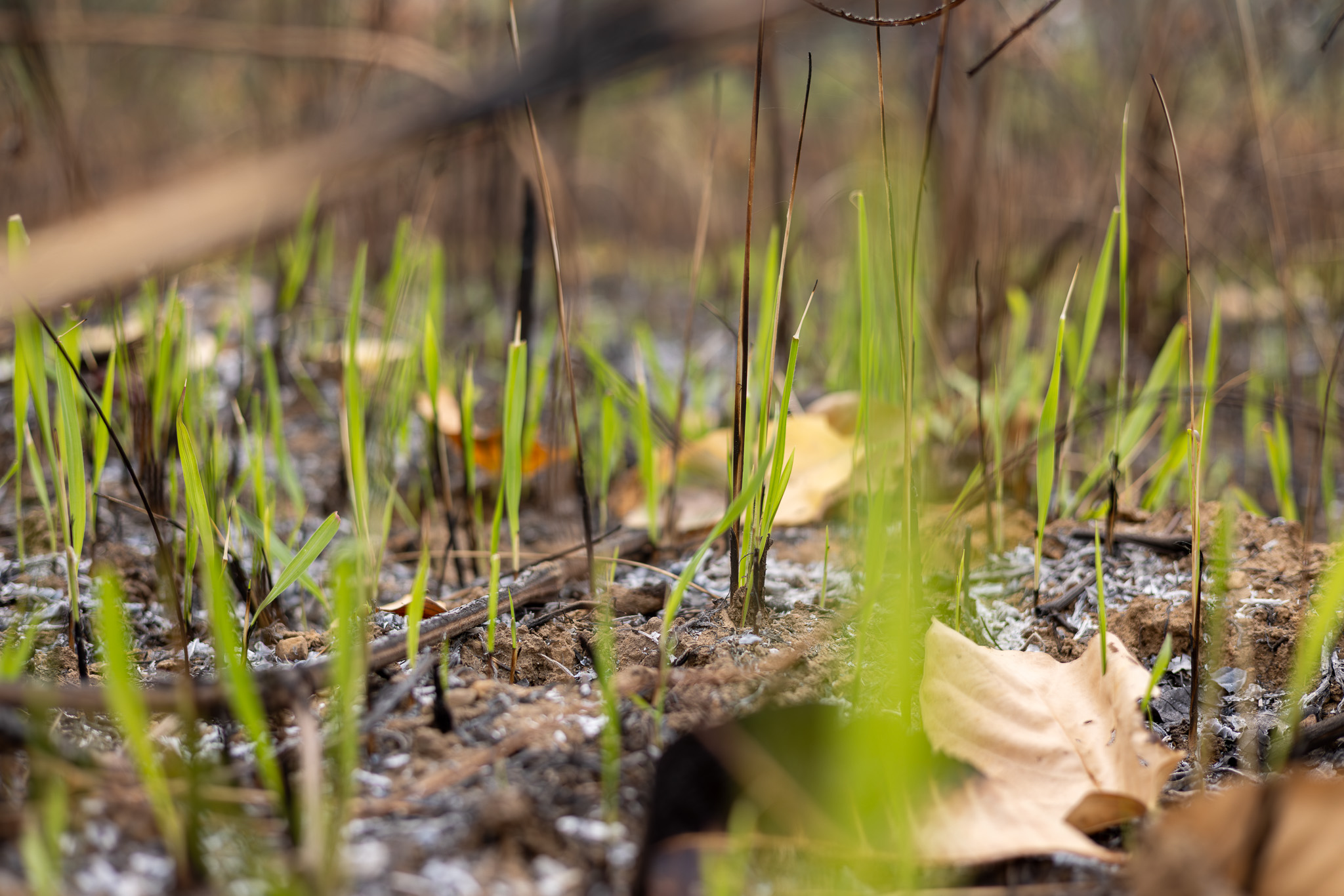 Fresh grasses growing