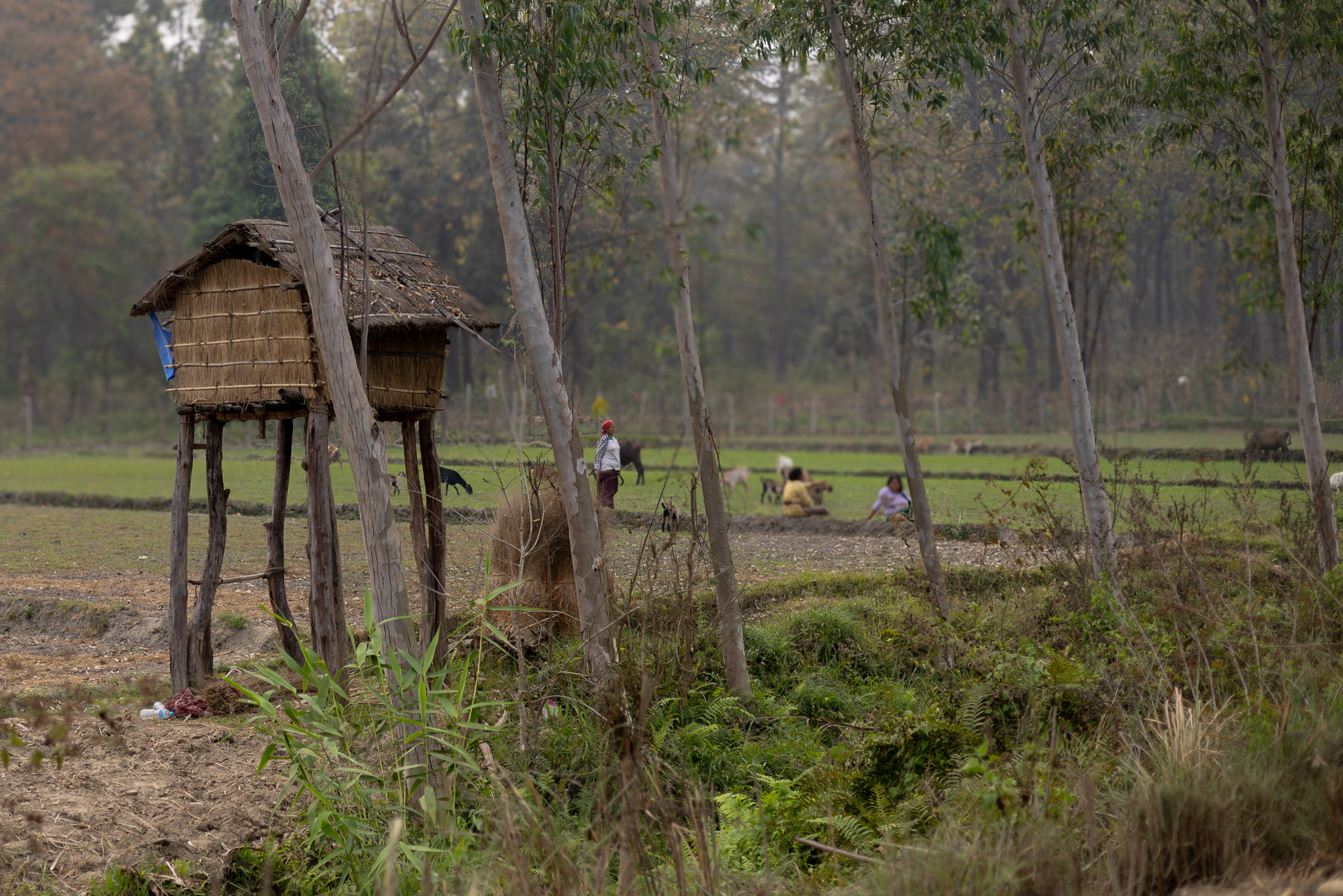 Forest edge communities tending their fields
