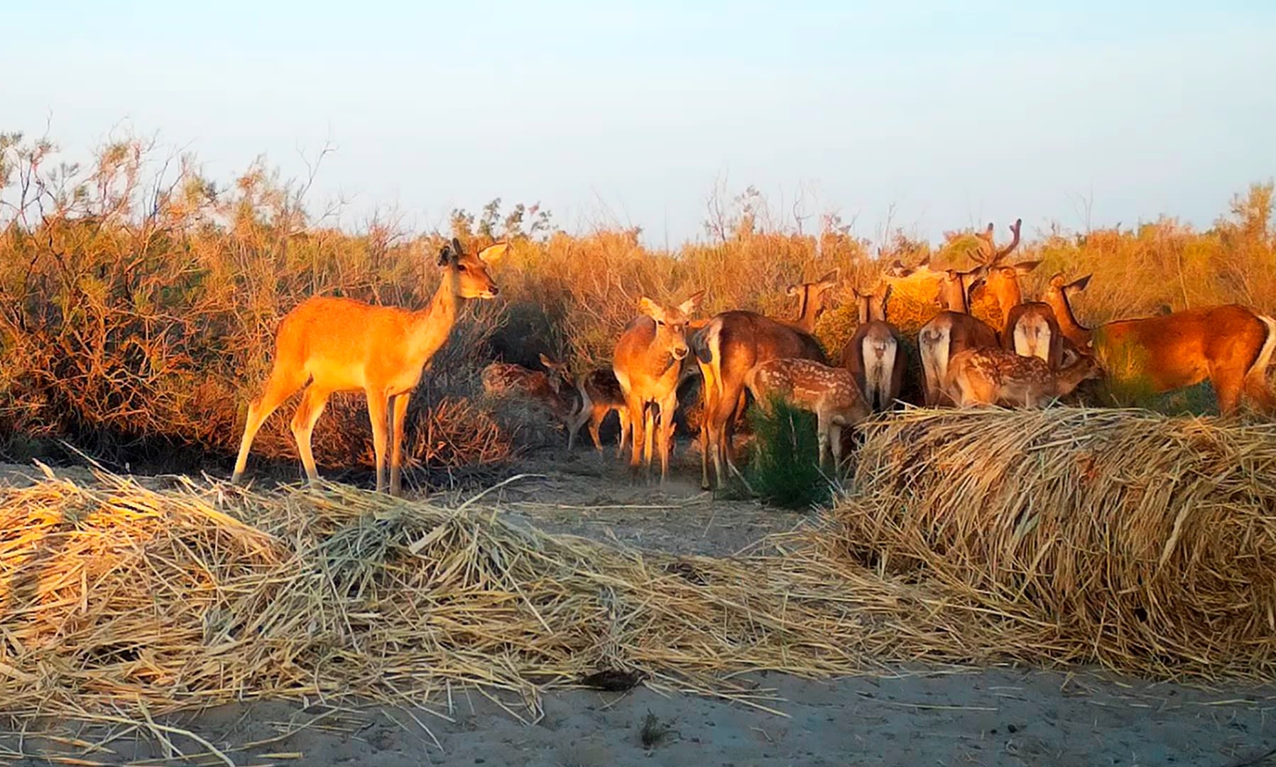 released bukhara deer, Kazakhstan. © WWF