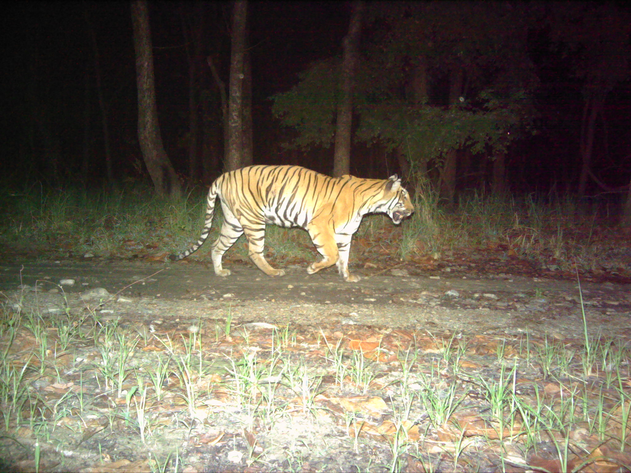 Bengal tiger photographed in 2025 in Parsa ©ZSL