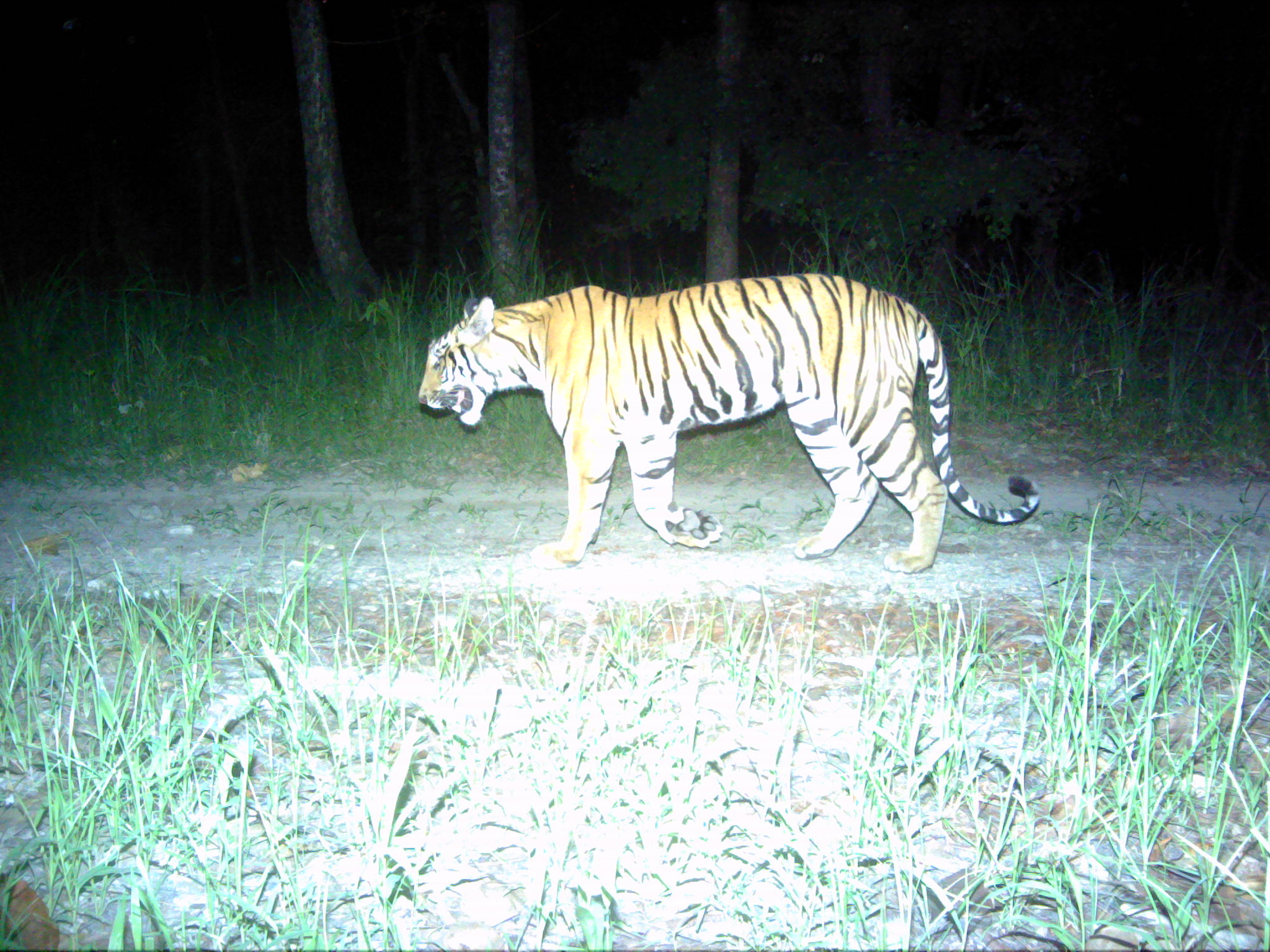 Bengal tiger photographed in 2025 in Parsa ©ZSL