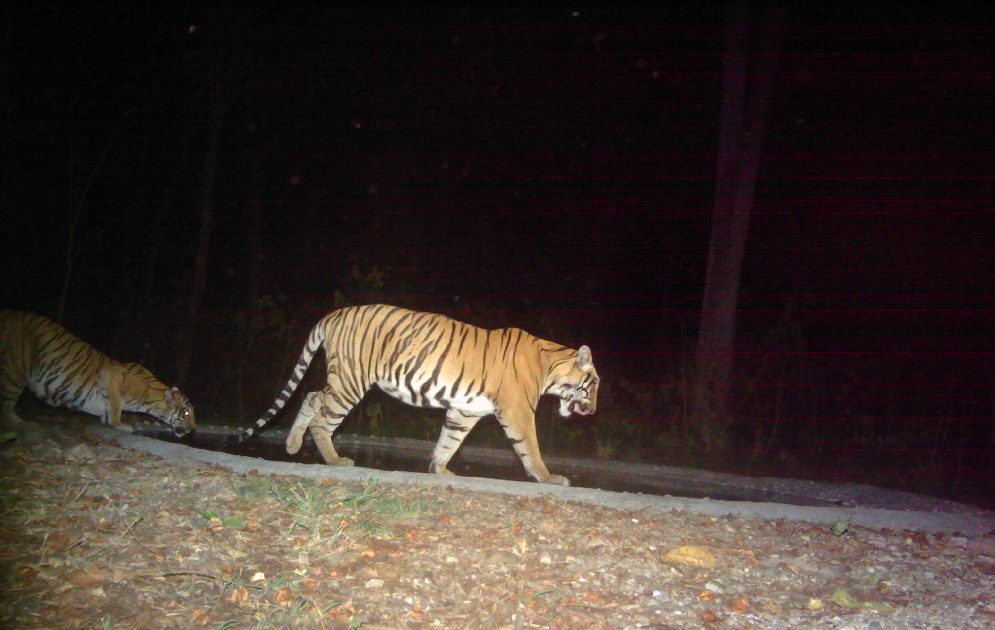 Bengal tiger Baagh Pokhari ©ZSLNepal 2023