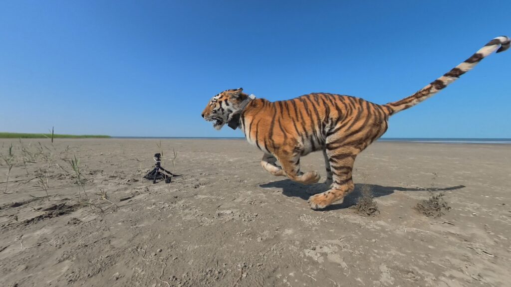 Images of release © amur-tiger.ru