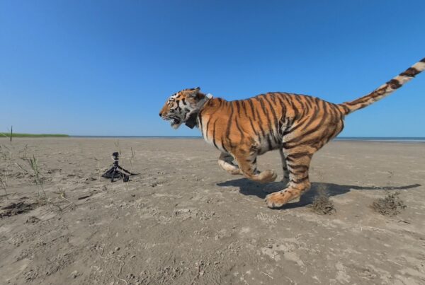 Images of release © amur-tiger.ru