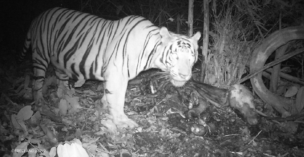 Tiger with it's kill - FREELAND / DNP