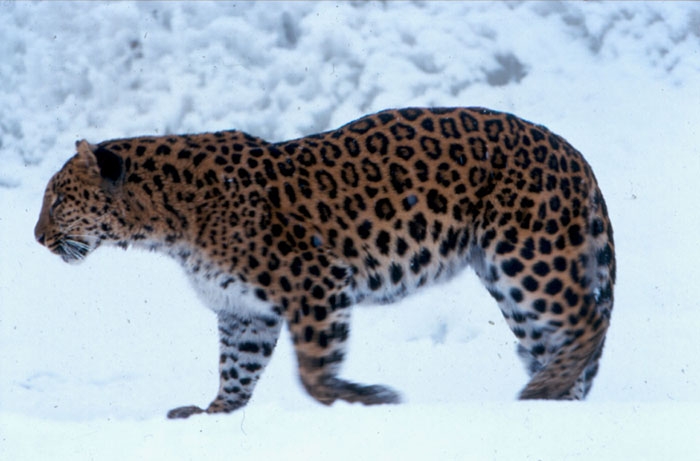 Amur Leopard Images Archives Wildcats Conservation Alliance 2054