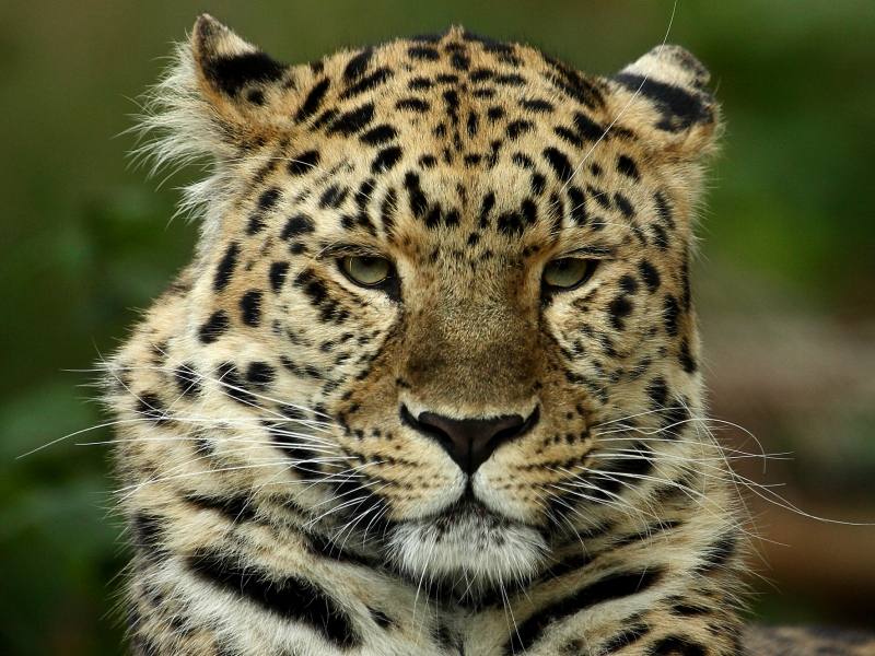 Amur Leopard Conservation Archives - WildCats Conservation Alliance