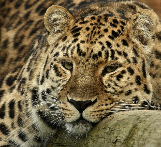 Amur Leopard Conservation Archives Wildcats Conservation Alliance 4491