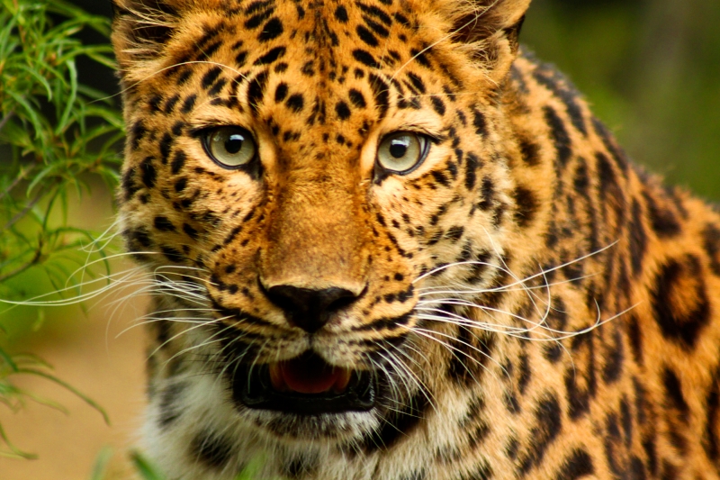 Amur Leopard Conservation Archives Wildcats Conservation Alliance 3506