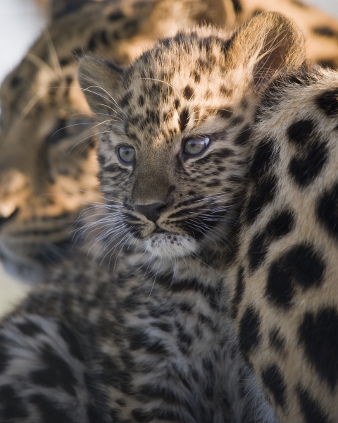 Amur Leopards Archives - WildCats Conservation Alliance