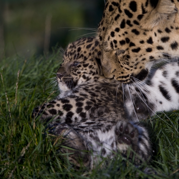 Amur Leopards Archives - WildCats Conservation Alliance