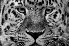 © Mark Hughes