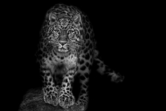 © Mark Hughes
