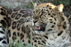 Ursula-Jungle cat world