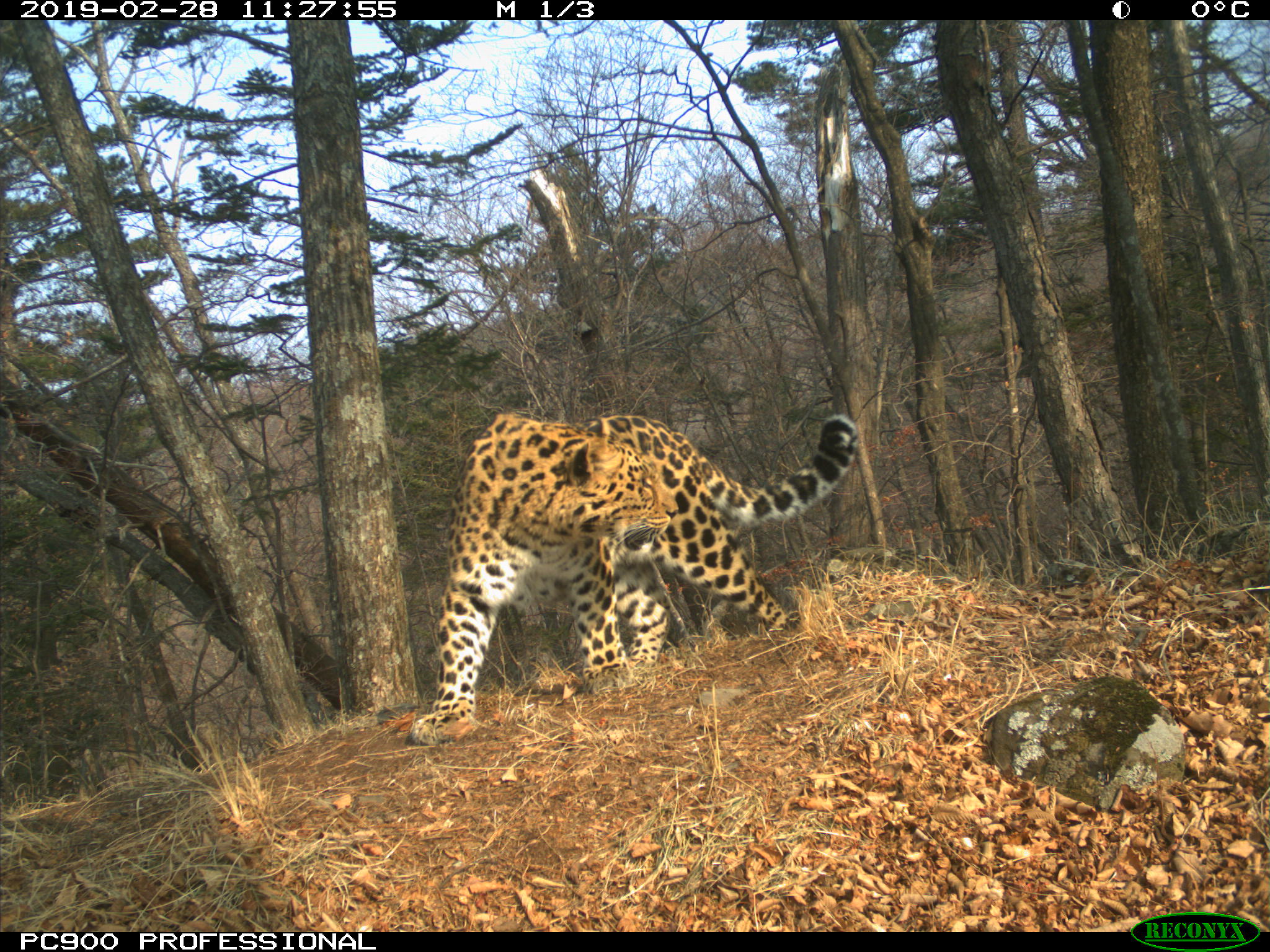 Amur Leopard Wild Photos Wildcats Conservation Alliance 4698