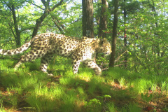 ©Land of the Leopard National Park