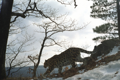 © WCS