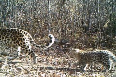 © ForestryBureau/WCS China