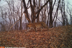 © WCS Russia /LLNP