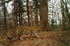 © WCS Russia /LLNP