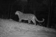 © WCS Russia/LLNP