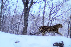 © WCS Russia/LLNP