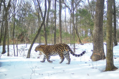 © WCS Russia