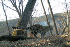 © WCS Russia