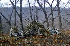 © WCS