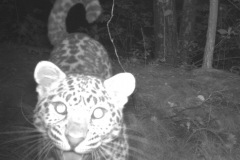 ©Land of the Leopard National Park