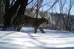 © WCS