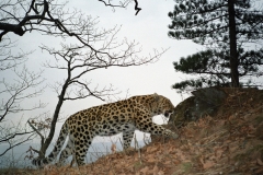 © WCS