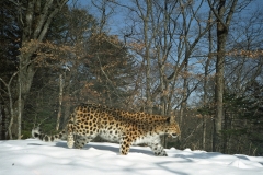 © WCS