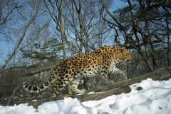 © WCS