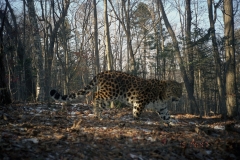 © WCS