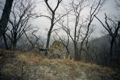 © WCS