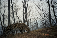 © WCS