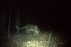 © WCS