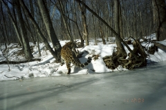 © WCS