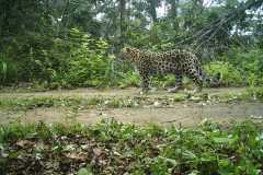 © WCS China